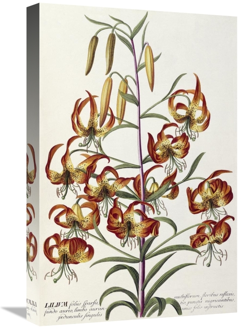 Global Gallery GCS-267957-22-142 22 in. Lilium - Plantae Selectae Art 