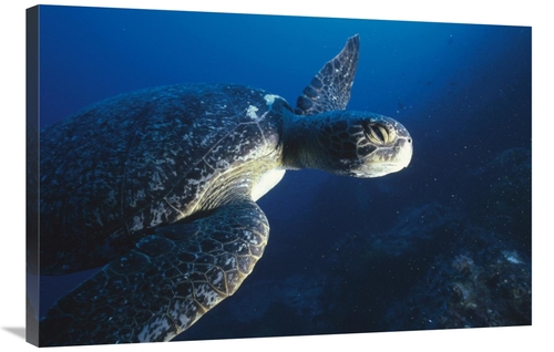 Global Gallery GCS-451244-2436-142 24 x 36 in. Green Sea Turtle, C