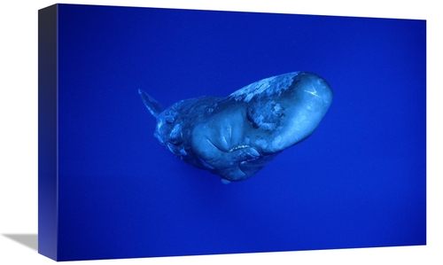 Global Gallery GCS-450783-1218-142 12 x 18 in. Sperm Whale,Dominic