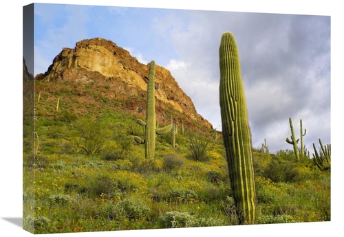 Global Gallery GCS-396967-1824-142 18 x 24 in. Organ Pipe Cactus Organ