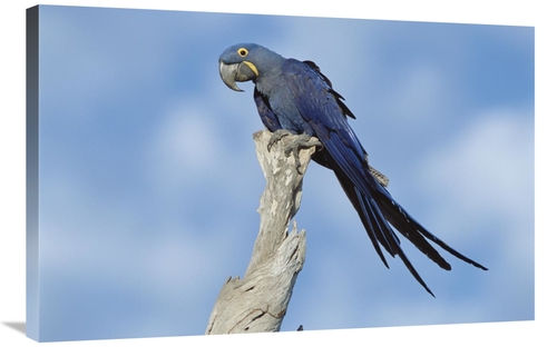 Global Gallery GCS-451471-2436-142 24 x 36 in. Hyacinth Macaw in Tree&