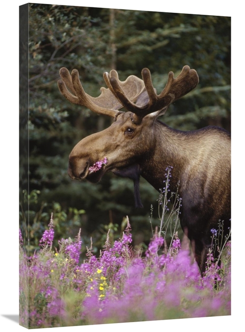 Global Gallery GCS-451904-2030-142 20 x 30 in. Alaska Moose Feeding on