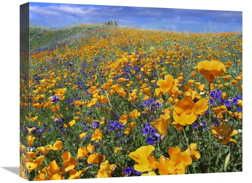 Global Gallery GCS-396880-1620-142 16 x 20 in. California Poppy & Dese