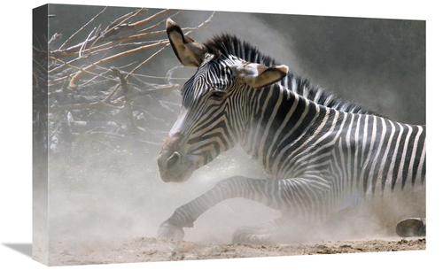 Global Gallery GCS-486651-22-142 22 in. Zebra in the Dust Art Print - 