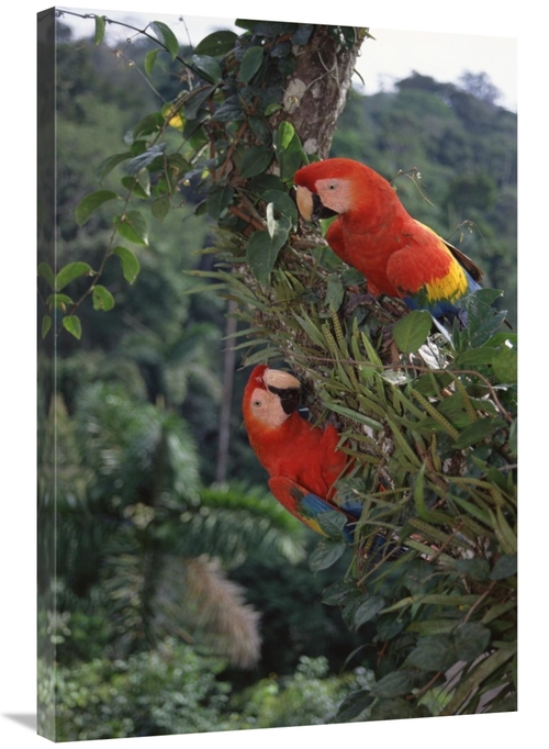 Global Gallery GCS-451497-2436-142 24 x 36 in. Scarlet Macaw Pair in R