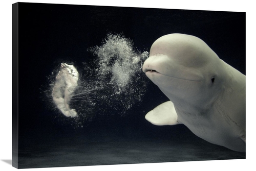 Global Gallery GCS-397728-36-142 36 in. Beluga Whale Blowing Toroidal 