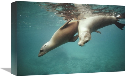 Global Gallery GCS-451313-1218-142 12 x 18 in. California Sea Lion Juv