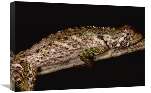 Global Gallery GCS-451020-1624-142 16 x 24 in. Iguanid Lizard Portrait