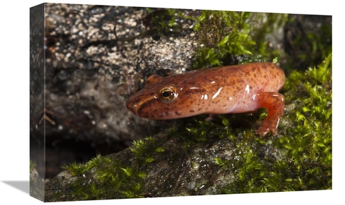 12 x 18 in. Northern Spring Salamander, Native to the Southeastern