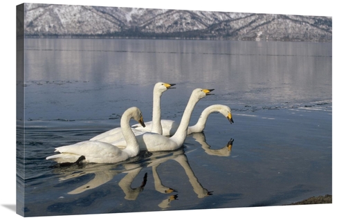 Global Gallery GCS-452409-2436-142 24 x 36 in. Whooper Swan Group on I