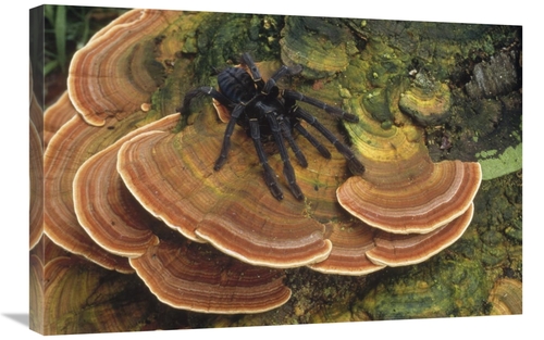Global Gallery GCS-451107-2030-142 20 x 30 in. Tarantula Large Female 