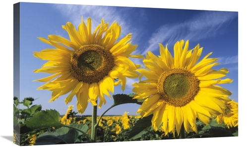 Global Gallery GCS-453609-30-142 30 in. Common Sunflower Field, Eu