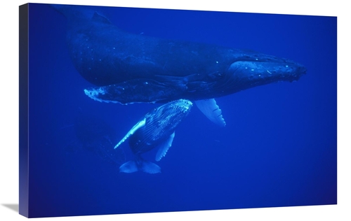 Global Gallery GCS-450789-2030-142 20 x 30 in. Humpback Whale Cow & Ca