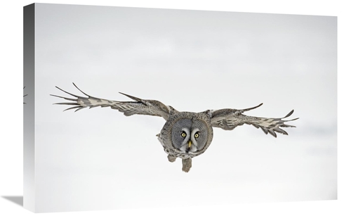 Global Gallery GCS-398262-1624-142 16 x 24 in. Great Grey Owl Flying&#