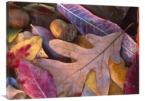 Global Gallery GCS-452062-3040-142 30 x 40 in. Acorns, Oak, Ch