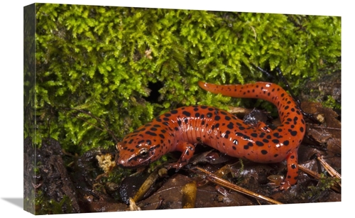 Global Gallery GCS-397912-1624-142 16 x 24 in. Red Salamander, Nat