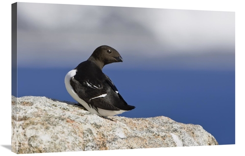 Global Gallery GCS-452703-2436-142 24 x 36 in. Little Auk, Spitsbe