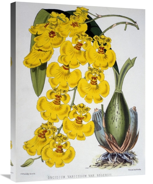 Global Gallery GCS-278077-30-142 30 in. Oncidium Varicosum Var. Rogers