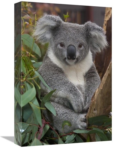 Global Gallery GCS-398138-1218-142 12 x 18 in. Koala, Native to Au