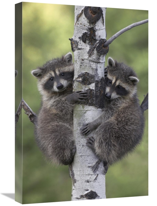 Global Gallery GCS-396251-1624-142 16 x 24 in. Raccoon Two Babies Clim