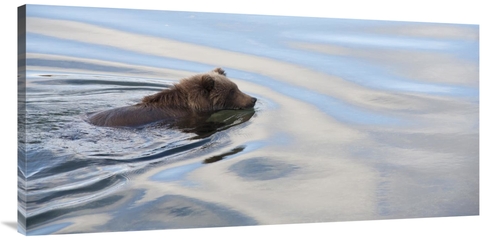 Global Gallery GCS-395417-2448-142 24 x 48 in. Grizzly Bear Swimming&#