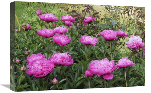 Global Gallery GCS-398320-1624-142 16 x 24 in. Peony Flowers Art Print