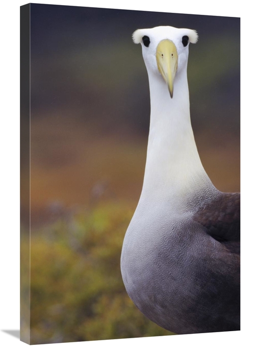 Global Gallery GCS-451407-2030-142 20 x 30 in. Waved Albatross Adult i