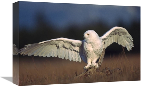 Global Gallery GCS-396941-1218-142 12 x 18 in. Snowy Owl Adult Balanci
