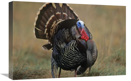 Global Gallery GCS-395994-1624-142 16 x 24 in. Wild Turkey Male, N