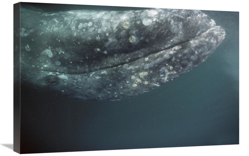 Global Gallery GCS-451693-2030-142 20 x 30 in. Gray Whale Curious Adul