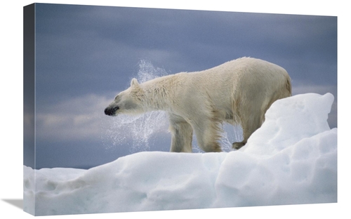 Global Gallery GCS-450971-1624-142 16 x 24 in. Polar Bear Shaking Off 