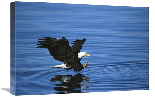 Global Gallery GCS-453294-1624-142 16 x 24 in. Bald Eagle Striking At 