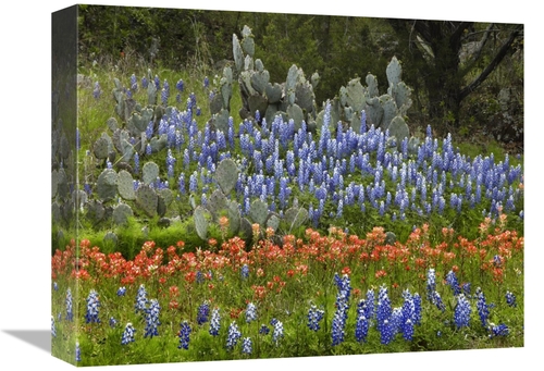 Global Gallery GCS-396136-1216-142 12 x 16 in. Bluebonnet & Pricky Pea