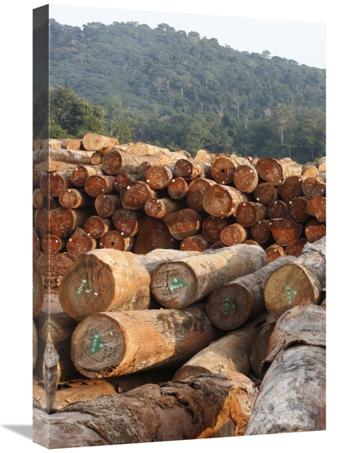 Global Gallery GCS-398091-1624-142 16 x 24 in. Logged Timber From the 