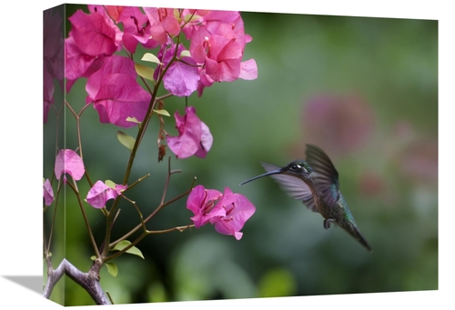 Global Gallery GCS-396557-1216-142 12 x 16 in. Magnificent Hummingbird