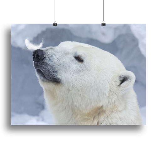 Polar bear White Canvas Print or Poster