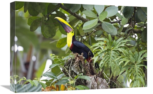 Global Gallery GCS-452679-1624-142 16 x 24 in. Chestnut-Mandibled Touc