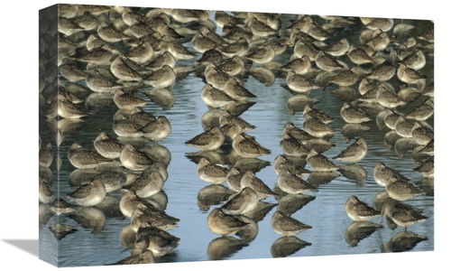 Global Gallery GCS-396751-1218-142 12 x 18 in. Long-Billed Dowitcher F