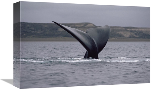 Global Gallery GCS-450654-1218-142 12 x 18 in. Southern Right Whale Ta