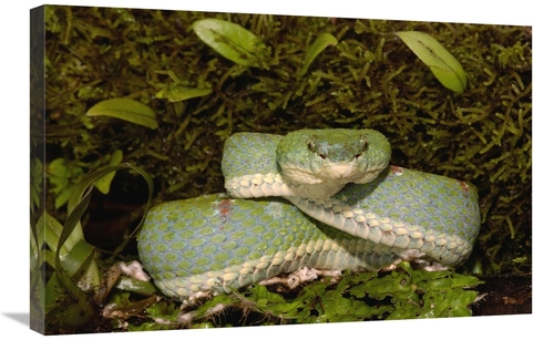 Global Gallery GCS-453190-2030-142 20 x 30 in. Eyelash VIper Coiled on