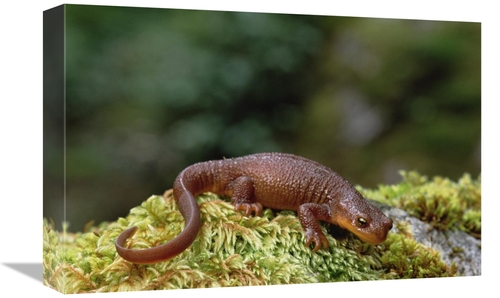 Global Gallery GCS-452916-1218-142 12 x 18 in. Rough-Skinned Newt Port