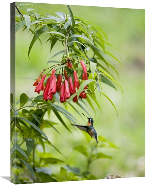 Global Gallery GCS-452693-2432-142 24 x 32 in. Purple-Throated Mountai