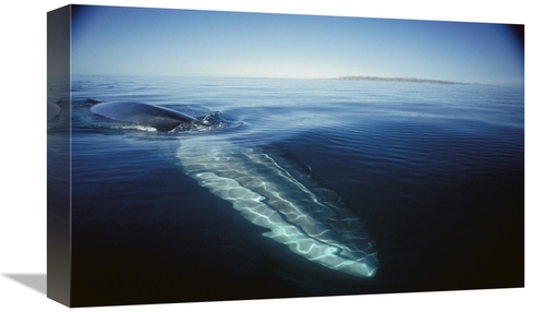 Global Gallery GCS-451686-1218-142 12 x 18 in. Fin Whale At Winter Fee