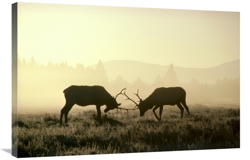 Global Gallery GCS-451862-2436-142 24 x 36 in. Elk Two Males Sparring 