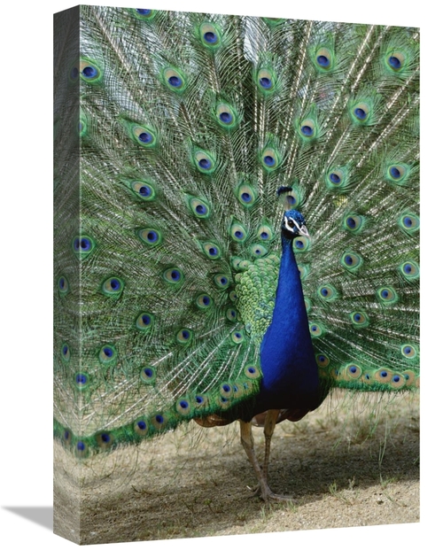 Global Gallery GCS-451466-1218-142 12 x 18 in. Indian Peafowl Male in 