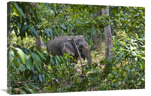 Global Gallery GCS-453645-2436-142 24 x 36 in. Asian Elephant Working 