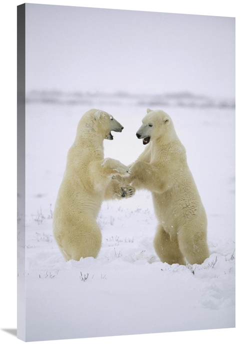 Global Gallery GCS-452503-2436-142 24 x 36 in. Polar Bear Two Males Pl