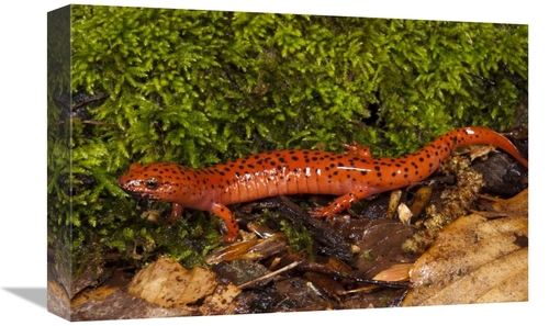 Global Gallery GCS-397911-1218-142 12 x 18 in. Red Salamander, Nat