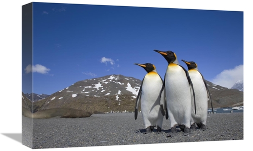 Global Gallery GCS-395348-1218-142 12 x 18 in. King Penguin Group on B