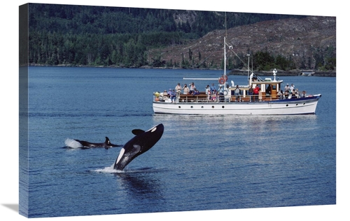 Global Gallery GCS-450568-2030-142 20 x 30 in. Orca Leaping Before Wha
